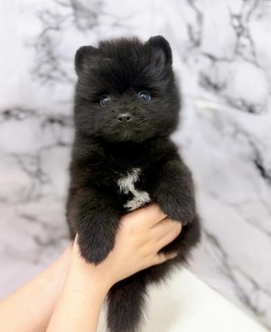 ポメラニアンの写真5