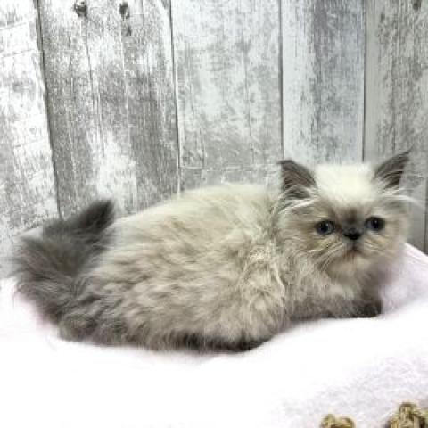 エキゾチックロングヘアーの写真5
