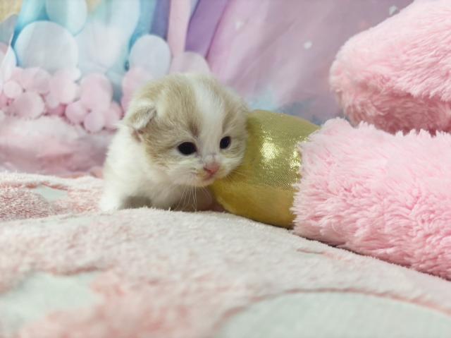 スコティッシュフォールドの写真5