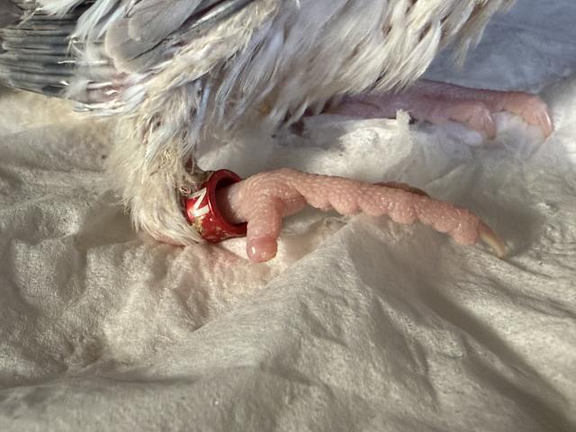オキナインコの写真2