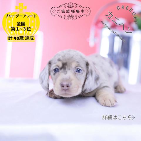 カニヘンダックスフンド スムース