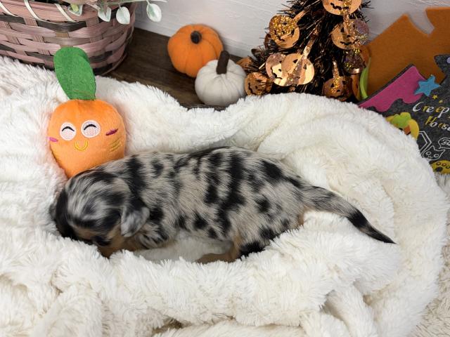 ミニチュアダックスフンドの写真6