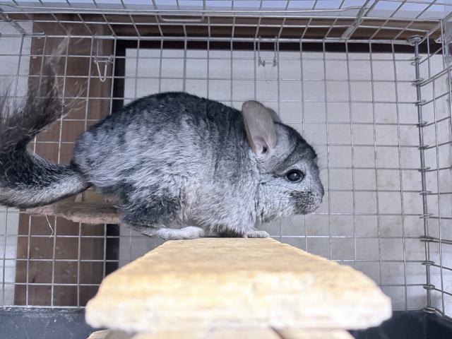 アンゴラチンチラ