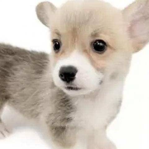 ウェルシュコーギーペンブローク