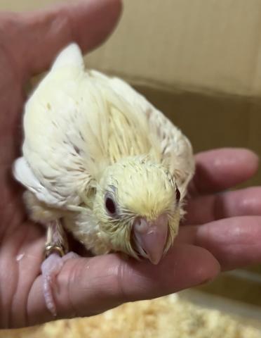 サザナミインコ　クリームイノ