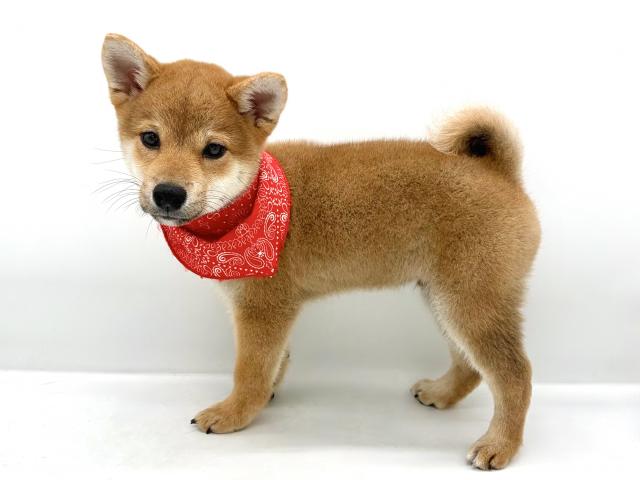 柴犬の写真4