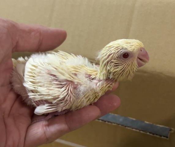 サザナミインコ　クリームイノの写真2