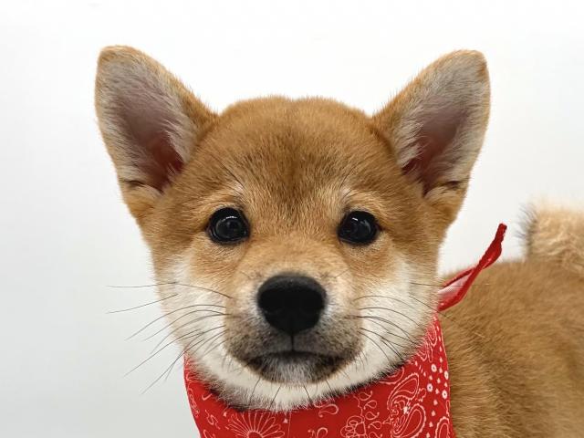 柴犬の写真2