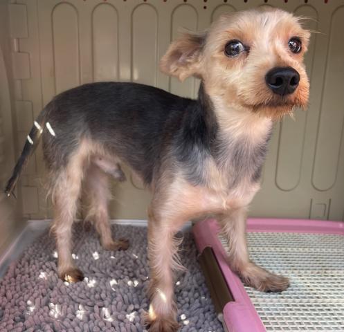 ヨークシャーテリア【里親譲渡会の子】少し大きめなヨーキーくん✨
