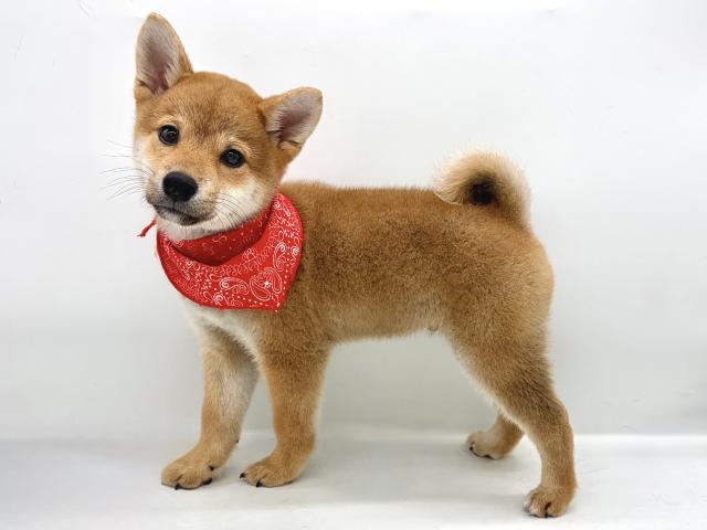 柴犬