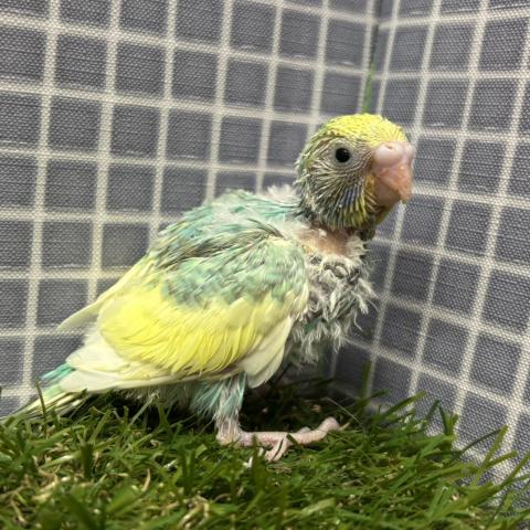 セキセイインコの写真2