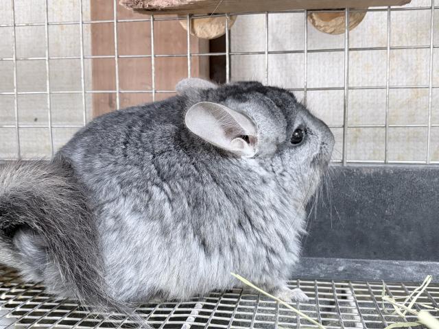 アンゴラチンチラの写真2