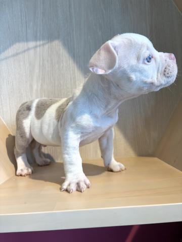 エキゾチックブリー5605の写真2