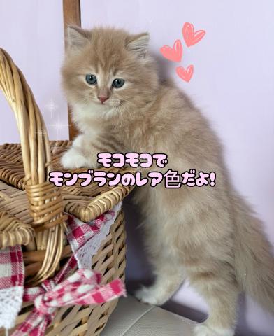 サイベリアン