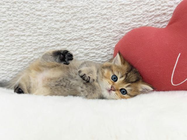 マンチカン