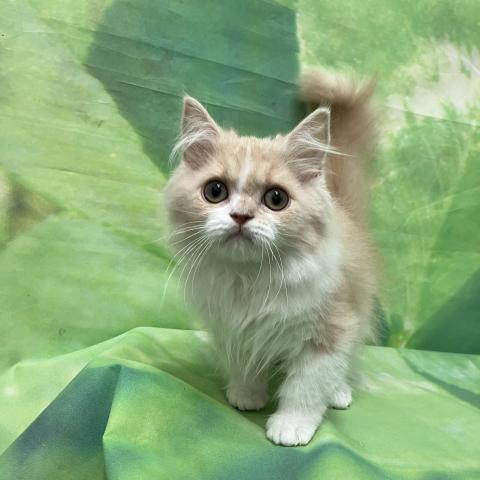 スコティッシュフォールドの写真3