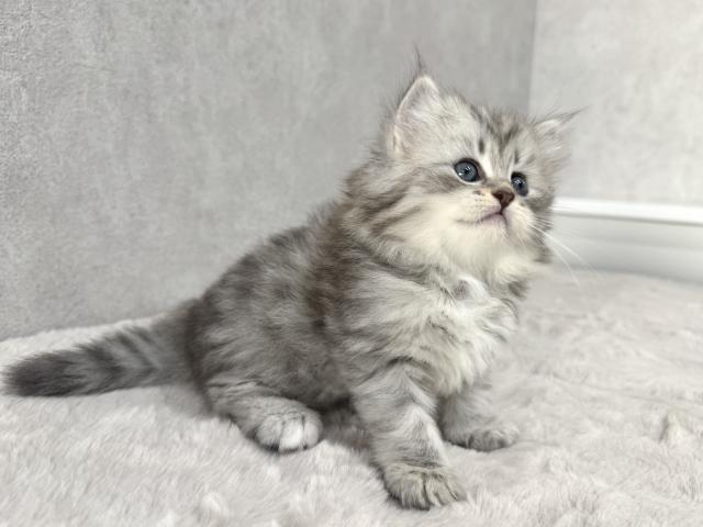 サイベリアンの写真4