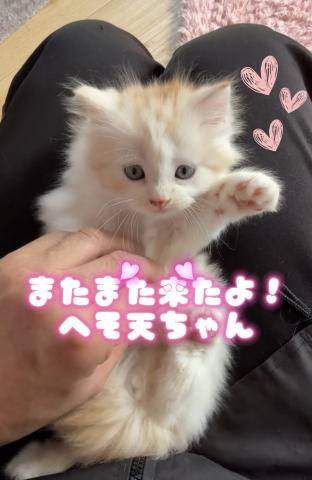 サイベリアン