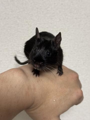 デグー