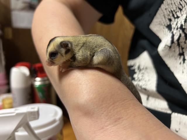 フクロモモンガ ストロベリノ血統モザイクヘテロクリミノの写真2