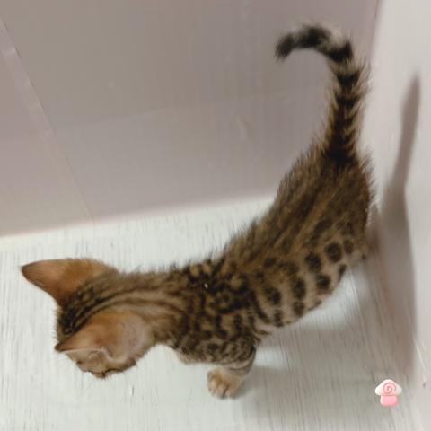 ベンガルの写真3