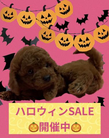 💕ペットランドPuppy💕ブリーダー直販店💕
