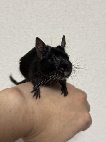 デグーの写真2