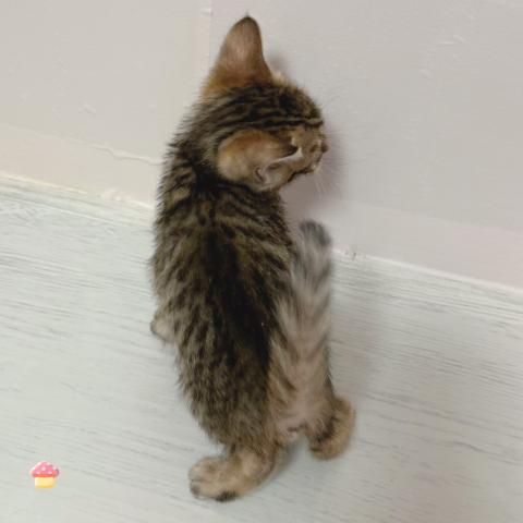 ベンガルの写真3