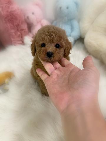 トイプードル