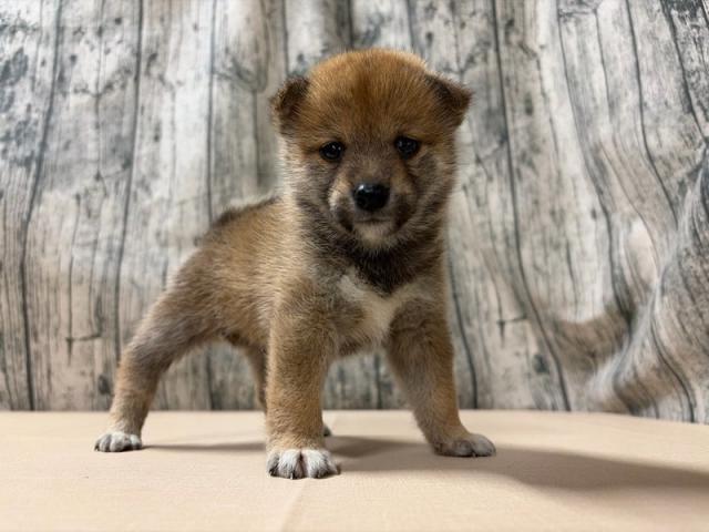 柴犬