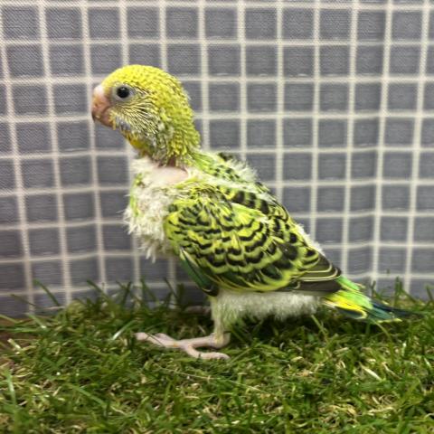 セキセイインコ