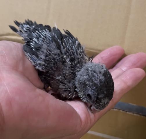 サザナミインコ　モーブ