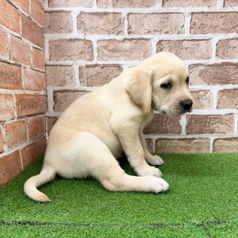 ラブラドールレトリーバーの写真2