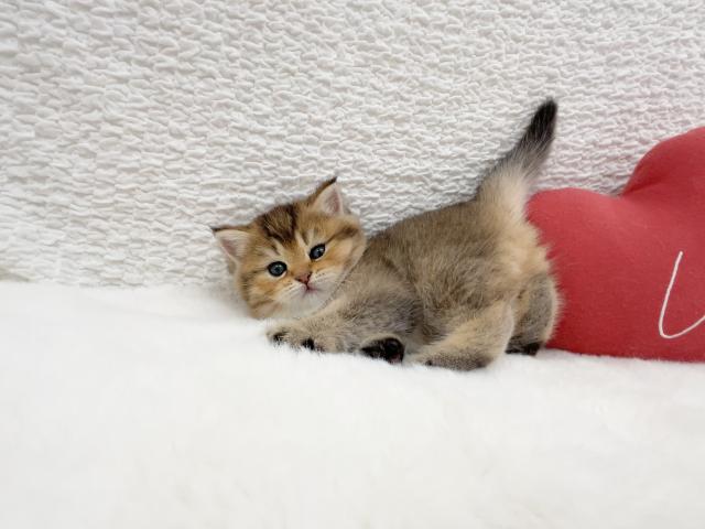 マンチカンの写真5