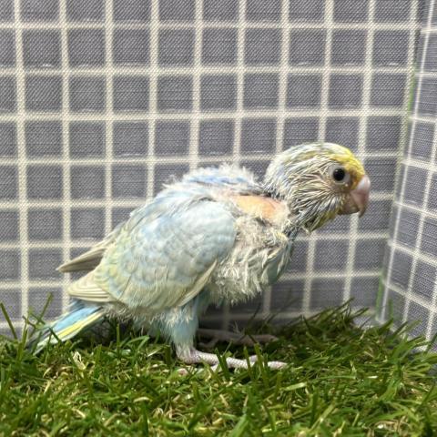 セキセイインコの写真2
