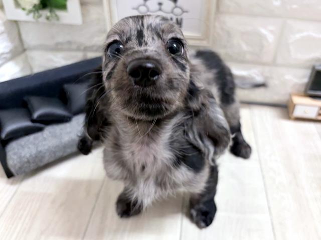 ミニチュアダックスフンド☆*゚レアカラー*☆の写真3