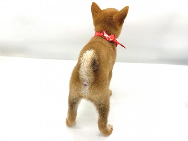 柴犬の写真5