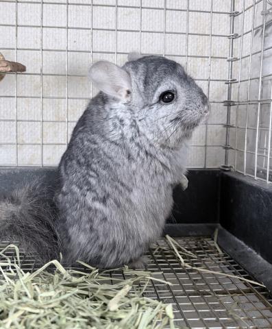 アンゴラチンチラの写真3