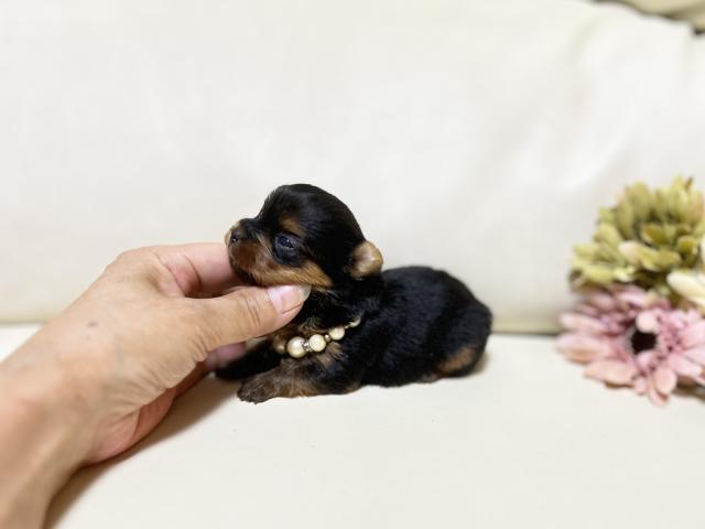 ヨークシャーテリアの写真3