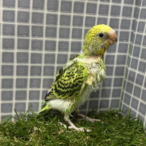 セキセイインコの写真2