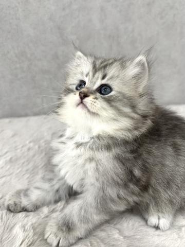 サイベリアンの写真5