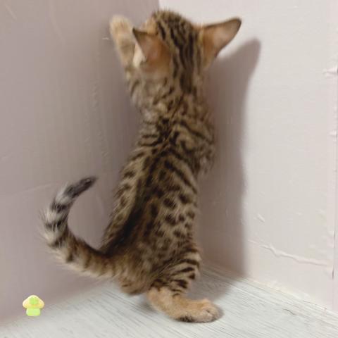 ベンガルの写真6