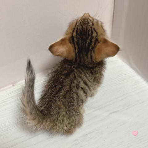 マンチカンの写真6