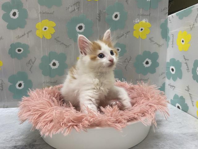 メインクーンの写真4