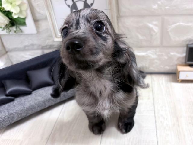 ミニチュアダックスフンド☆*゚レアカラー*☆の写真2