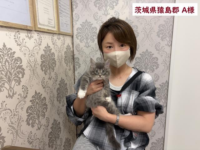 サイベリアン💕猫アレルギー有る方にお勧め猫種💕