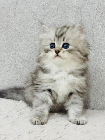 サイベリアンの写真2
