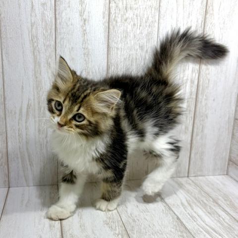 サイベリアンの写真6