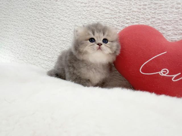 マンチカンの写真3