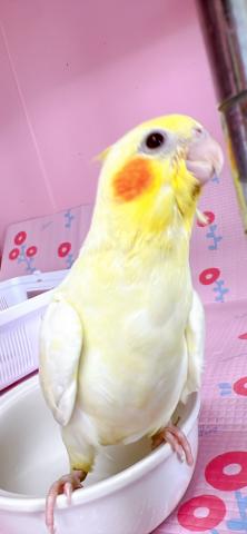 オカメインコ 　　ルチノーの写真2